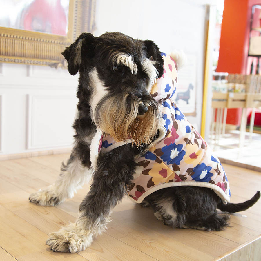 Outech Spring Abrigo para perros, , large Imagen numero 2